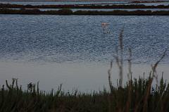 315-San Pietro,13 agosto 2014